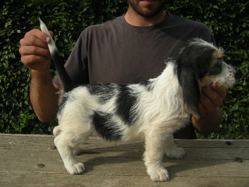 Lorie Des Ronciers De La Brenne