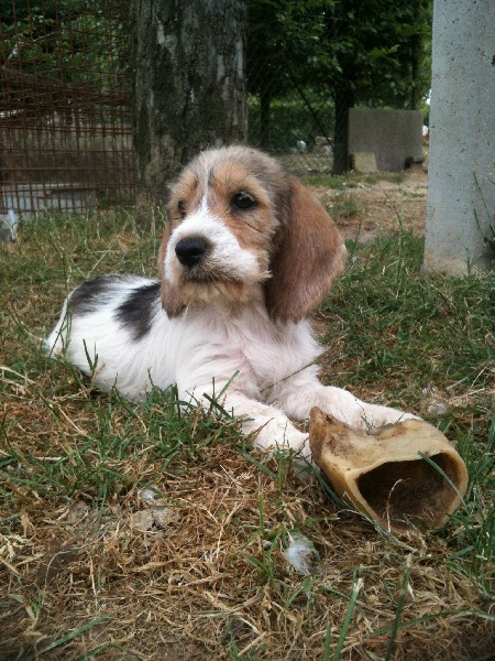 Loona Des Ronciers De La Brenne