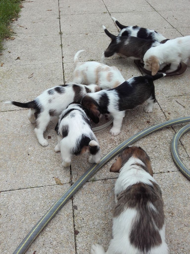 Des Ronciers De La Brenne - Chiots Jitane X Lancosme