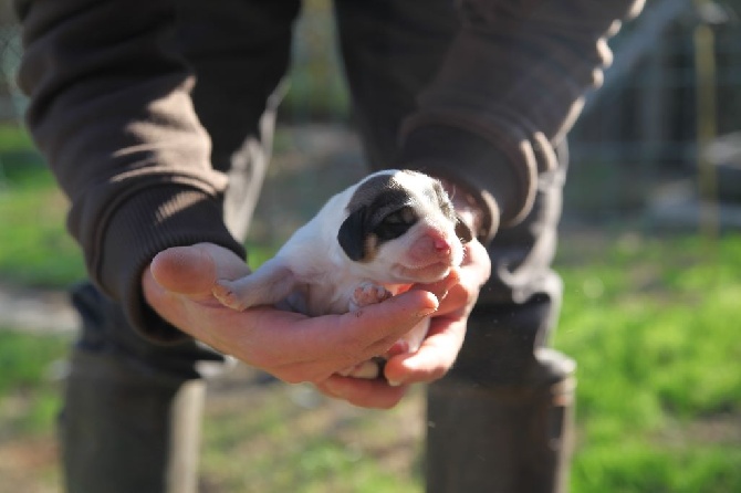 Des Ronciers De La Brenne - Chiots d'Hirondelle et Jopeau