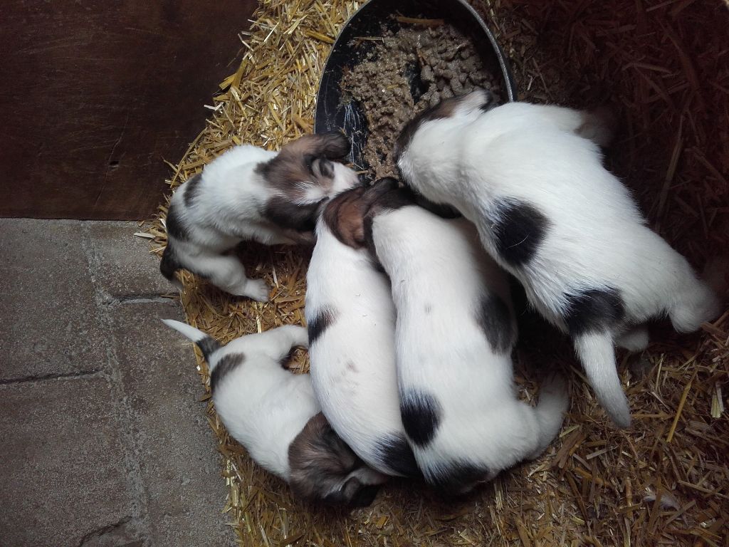Des Ronciers De La Brenne - Chiots Hirondelle des Brumes d'Orson X Maleray Des Ronciers de la Bren