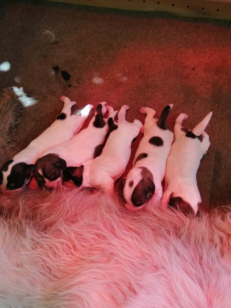 Des Ronciers De La Brenne - Naissance HIRONDELLE X JOPEAU