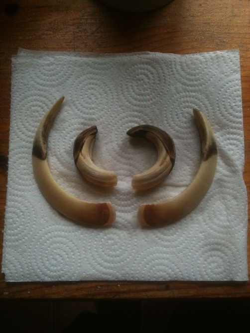 Des Ronciers De La Brenne - bilan de la saison de chasse