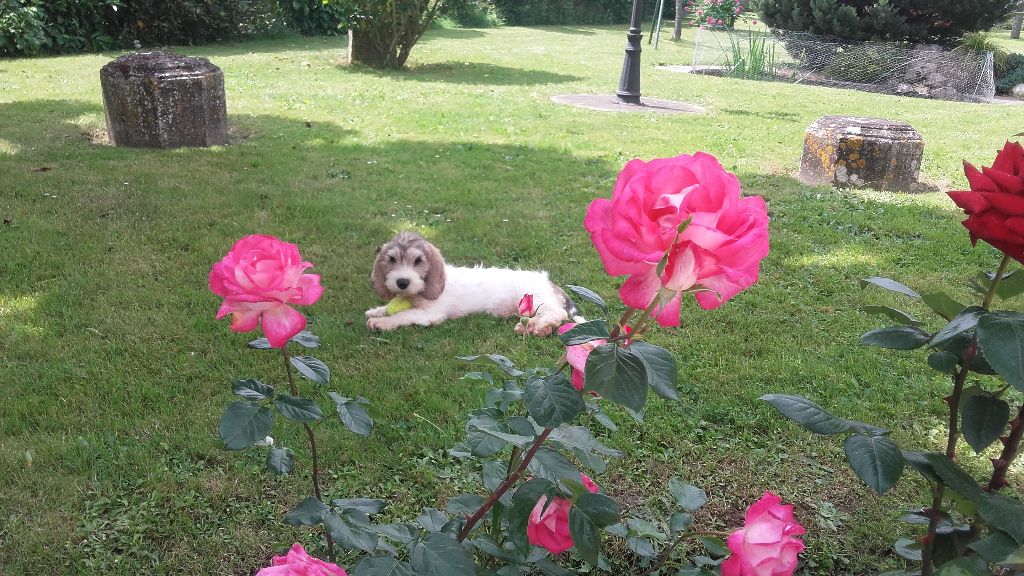 Des Ronciers De La Brenne - Oural Des Ronciers de la Brenne, un chiot heureux!