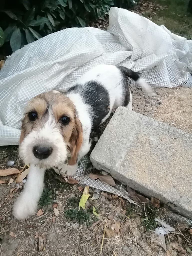 Des Ronciers De La Brenne - Chiot Nina II X Maleray