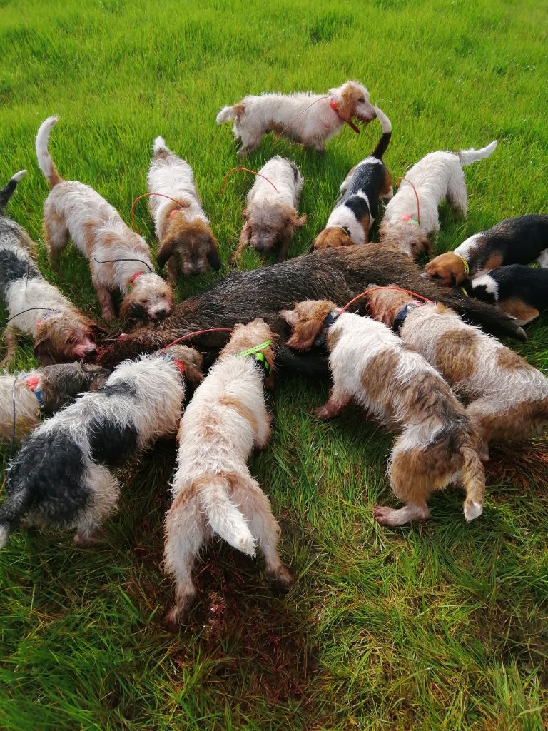 Des Ronciers De La Brenne - dernière chasse de la saison 2019/2020