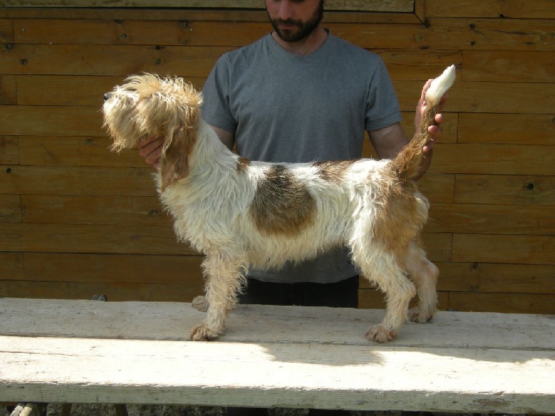 Jitane Des Ronciers de la Brenne
