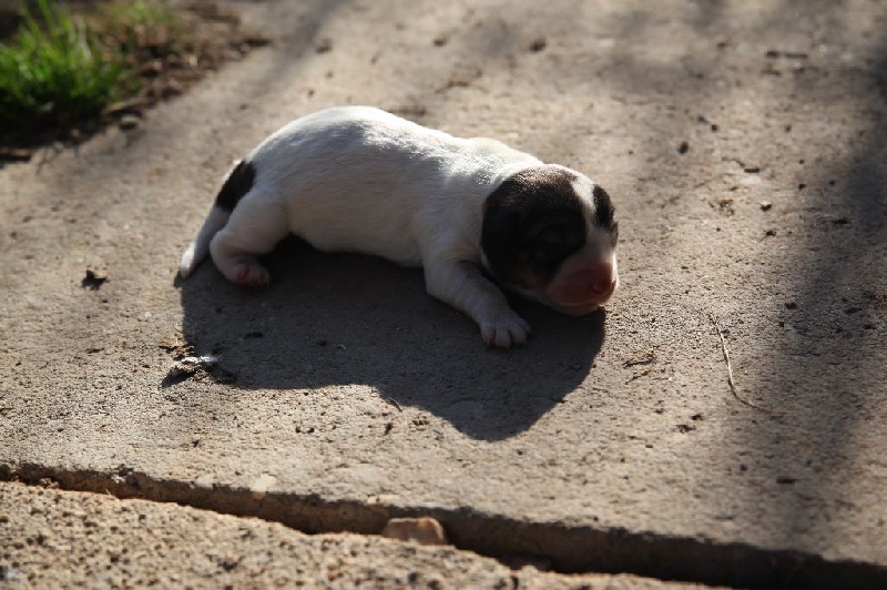 Chiots Hirondelle X Jopeau