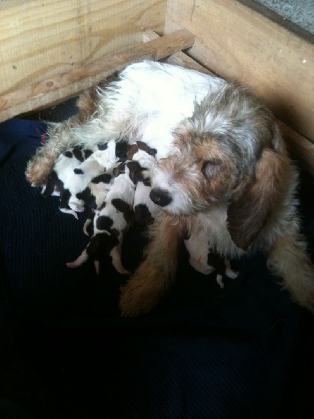 Chiots Hirondelle X Diamant
