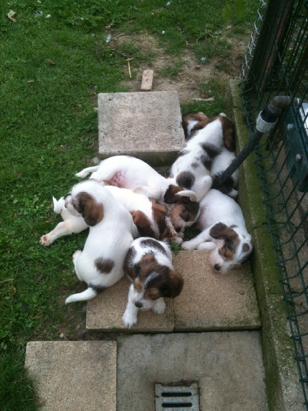 Chiots Gamine X Darko