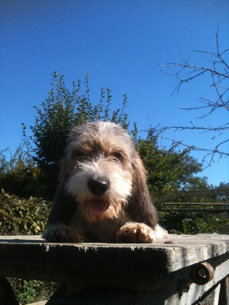 Album chiens