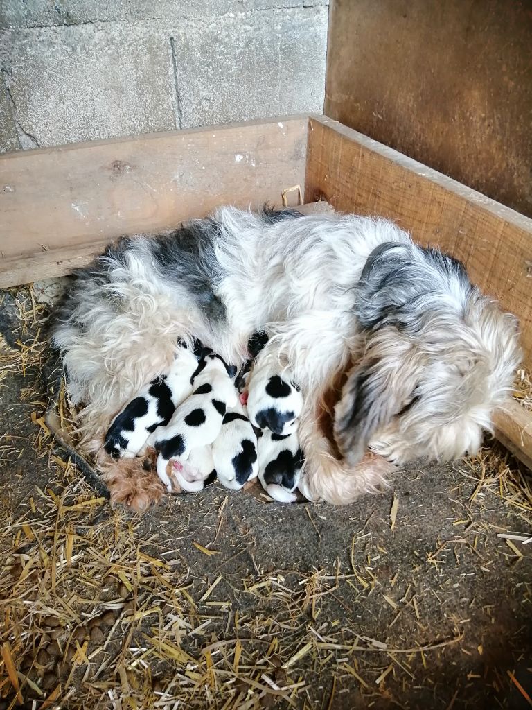 Chiots Lyloo