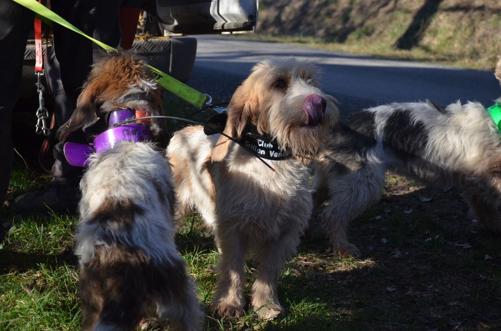 Brevet de chasse Chevreuil 16 février 2019 Arnac la Poste