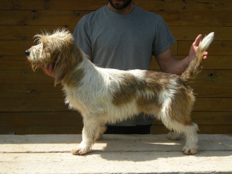 Lanscome Des Ronciers de la Brenne