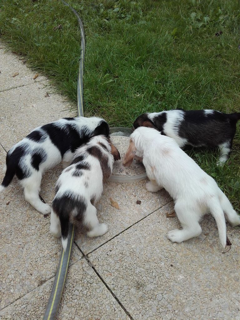 Chiots Jitane X Lancosme